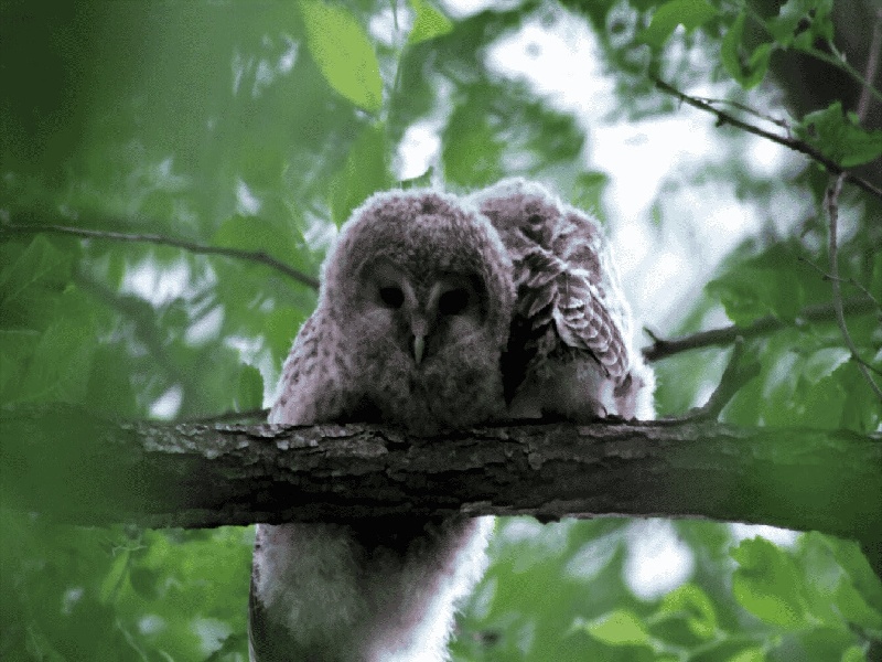 人工试管授精鸡，试管幸孕星